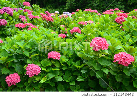 北茨城繡球花林 2023-6-25 #39 北茨城繡球花林 2023-6-25 #39 112148448