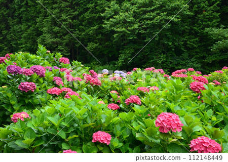 Kitaibaraki Hydrangea Forest 2023-6-25 #40 Kitaibaraki Hydrangea Forest 2023-6-25 #40 112148449