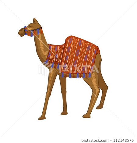 Camel animal with blanket on back, Egypt mammal Camel animal with blanket on back, Egypt mammal 112148576