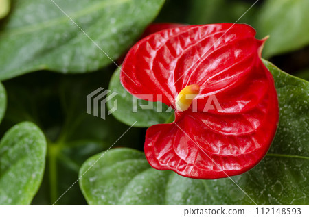 Anthurum Anthurum 112148593
