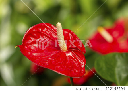 Anthurum Anthurum 112148594