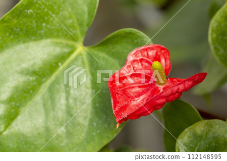 Anthurum Anthurum 112148595