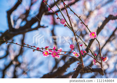 紅白相間的梅花「如你所願」3 112148664