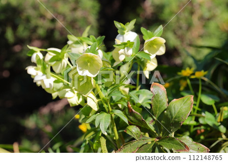 Christmas rose close-up Christmas rose close-up 112148765