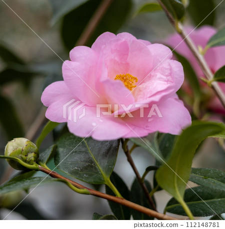 大船渡市世界山茶花博物館 大船渡市世界山茶花博物館 112148781