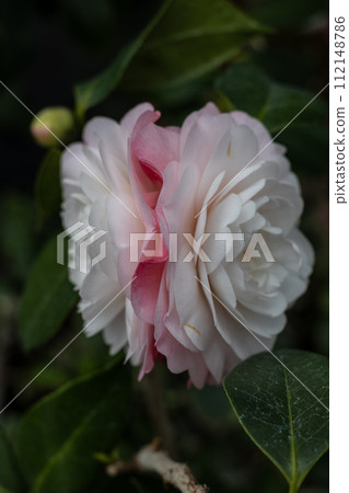 大船渡市世界山茶花博物館 大船渡市世界山茶花博物館 112148786