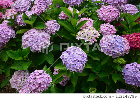 北茨城繡球花林 2023-6-25 #41 北茨城繡球花林 2023-6-25 #41 112148789