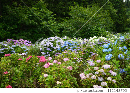 Kitaibaraki Hydrangea Forest 2023-6-25 #44 Kitaibaraki Hydrangea Forest 2023-6-25 #44 112148793