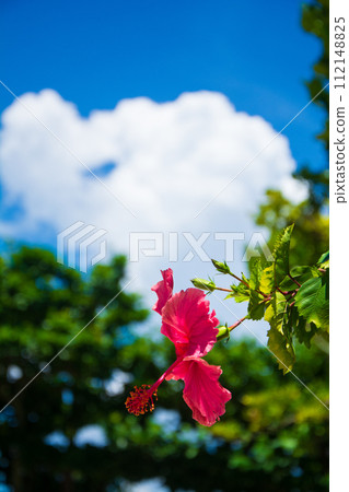 沖繩的藍天和紅芙蓉 沖繩的藍天和紅芙蓉 112148825