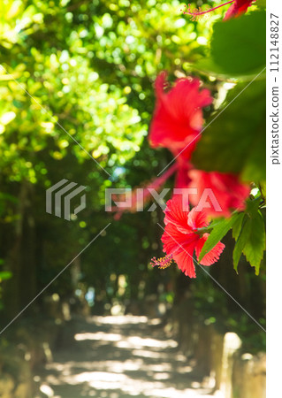 Hibiscus lined with Fukugi trees in Bise, Okinawa Hibiscus lined with Fukugi trees in Bise, Okinawa 112148827