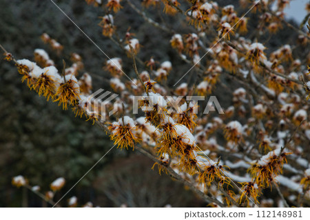 Ichijodani Asakura clan ruins covered in snow 112148981