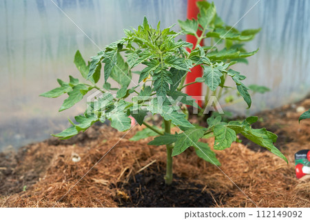 Eco veg growing Eco veg growing 112149092