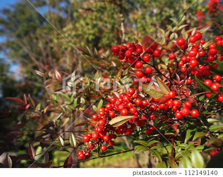 Red ripe Nanten fruit and copy space 112149140