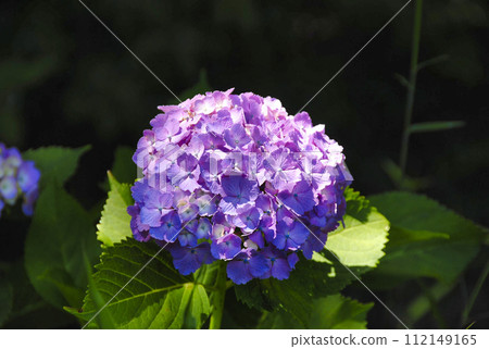 hydrangea hydrangea 112149165