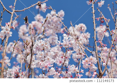 Cherry Blossoms in full bloom 112149173