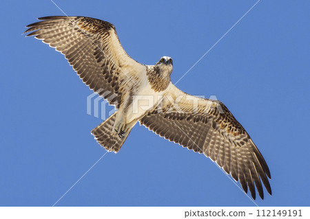 Bird of prey osprey with wings outspread in flight against a blue sky Bird of prey osprey with wings outspread in flight against a blue sky 112149191