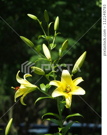 初夏公園花壇裡盛開的百合花 初夏公園花壇裡盛開的百合花 112149793