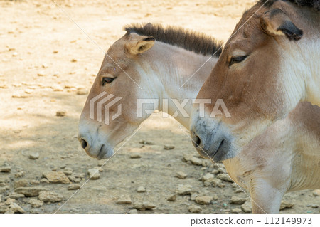 a pair of kulan individuals on a homogeneous background a pair of kulan individuals on a homogeneous background 112149973
