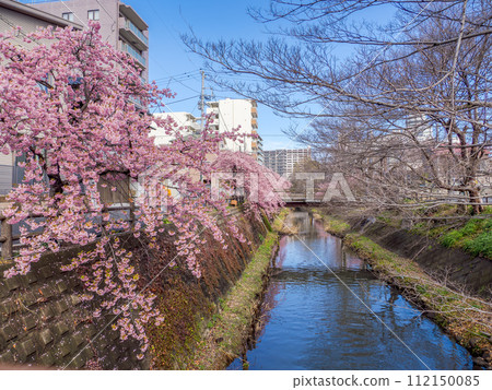 河津櫻花盛開的風景（千葉縣松戶松戶宿坂川） 112150085