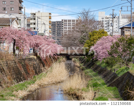 河津櫻花盛開的風景(千葉縣松戶松戶宿坂川) 河津櫻花盛開的風景(千葉縣松戶松戶宿坂川) 112150088