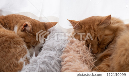 Two cats sleeping by the window 112150099