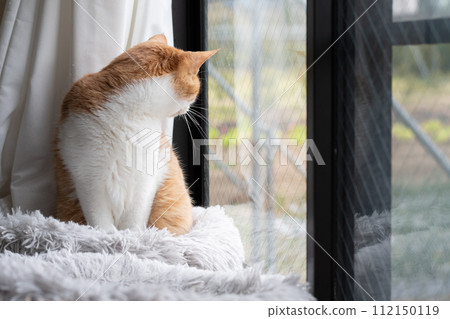 Staring cat, brown tabby white 112150119