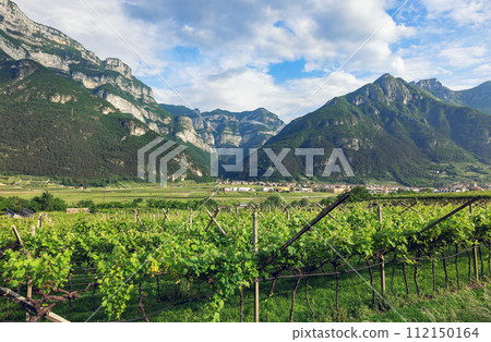 mountain vineyards in the Trento region 112150164