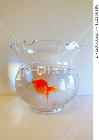 金魚 金魚 魚 夏季 日本 日本 金魚 金魚 魚 夏季 日本 日本 112150198