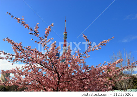 Iconic Tokyo Tower as seen from Shiba Koen Park against a blue sky and framed with ume plum blossoms Iconic Tokyo Tower as seen from Shiba Koen Park against a blue sky and framed with ume plum blossoms 112150202