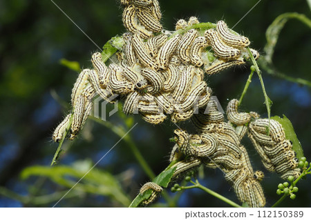 A group of minnowba larvae A group of minnowba larvae 112150389