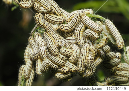 一群米諾巴幼蟲 112150449