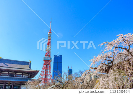 [Tokyo cityscape] Cherry blossoms at Zojoji Temple and Tokyo Tower 112150464