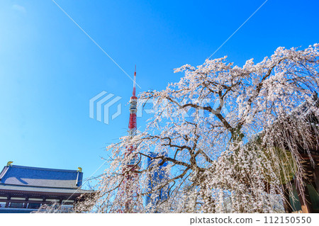 [Tokyo cityscape] Cherry blossoms at Zojoji Temple and Tokyo Tower 112150550