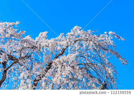 [Tokyo cityscape] Cherry blossoms at Zojoji Temple 112150559