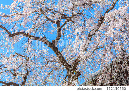 [東京街景]增上寺的櫻花 112150560