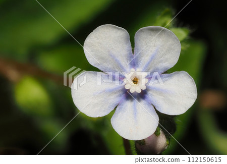 Yamarinisou花 Yamarinisou花 112150615