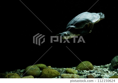 turtle swimming in dark water 112150624