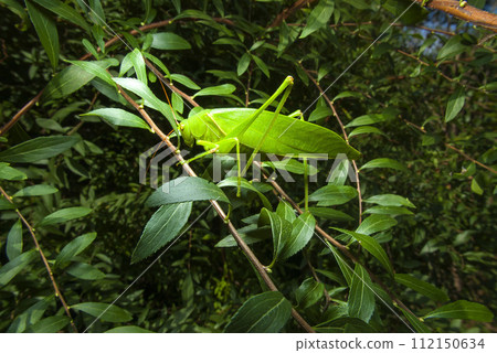 Affiliation Affiliation 112150634