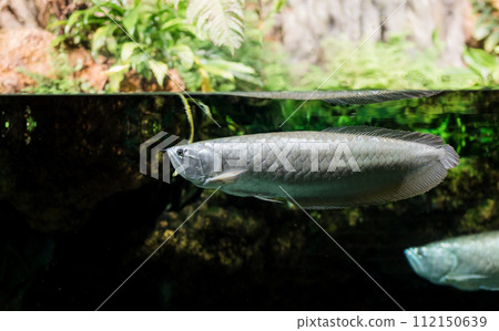 Aquarium of fish. Aquarium of fish. 112150639