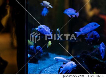 colorful fishes swimming in aquarium colorful fishes swimming in aquarium 112150646