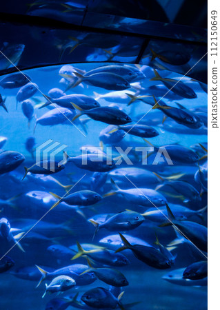 flock of small fish 112150649