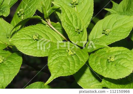 花板花（雄花） 112150966