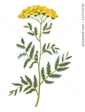 Yellow weed or grass blooming, plant in blossom 112151039