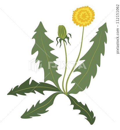 Dandelion flower bush, grass flourishing flower 112151062