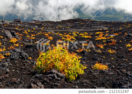 Yellow leaves and clouds on the Subashiri mountain trail of Mt. Fuji in early autumn 112151297