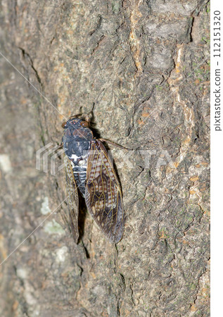 Brown cicada 112151320