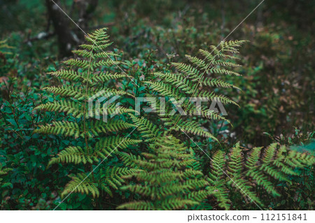 Close-up of a lush green fern frond in a damp forest, with soft light filtering through the leaves above 112151841