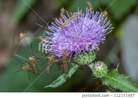 Gagambo Gagambo 112151987