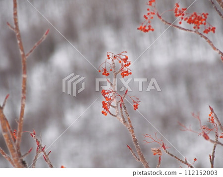 Rowan berries left on a snowy field, dried by the winter cold Rowan berries left on a snowy field, dried by the winter cold 112152003