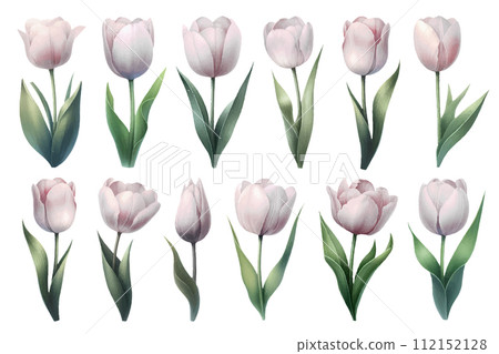 White tulip watercolor illustration material set White tulip watercolor illustration material set 112152128